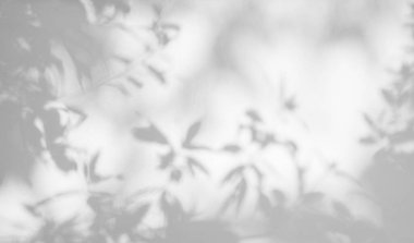 Yaprak gölgesi ve arka plandaki ışık. Doğal tropik yapraklar bitki ve ağaç dalları, beyaz duvar dokusunda güneş ışığı olan gölgeler.