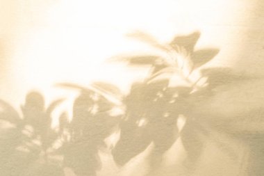 Yaprak gölgesi ve arka plandaki ışık. Doğal tropik yapraklar bitki ve ağaç dalları, beyaz duvar dokusunda güneş ışığı olan gölgeler.