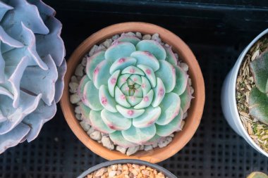 Koyu arkaplanda saksılar 