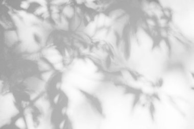 Yaprak gölgesi ve arka plandaki ışık. Doğal tropik yapraklar bitki ve ağaç dalları, beyaz duvar dokusunda güneş ışığı olan gölgeler.