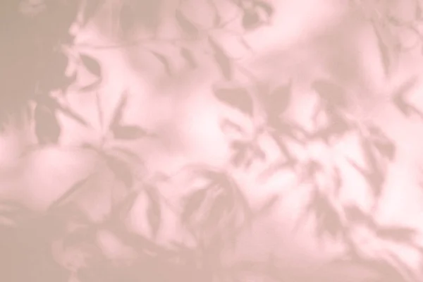 墙上有叶荫和树枝 自然会留下树枝粉红的阴影 阳光照射在白色混凝土墙体上 — 图库照片