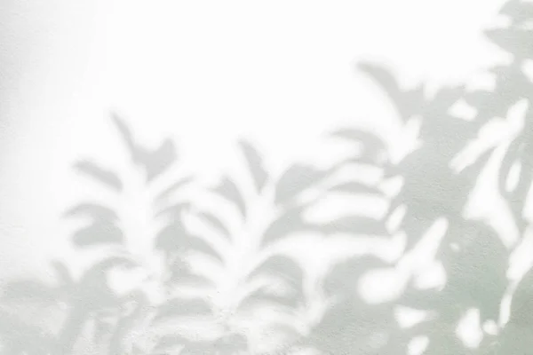 Σκιά Φύλλων Και Φως Στον Τοίχο Θολό Φόντο Φύση Τροπικά — Φωτογραφία Αρχείου