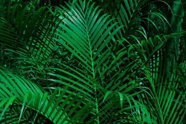 Tropische Palmblätter Muster Textur Hintergrund Der Palme Zweig Mit Dunkelgrünem — Stockfoto
