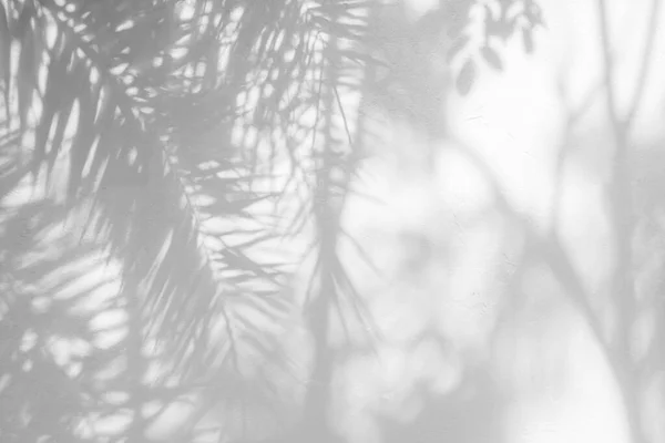 Ağaç Gölgesi Yaprak Dalı Doğa Tropikal Orman Ağacı Dalını Beyaz — Stok fotoğraf
