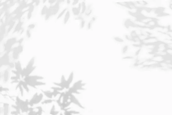 Soyut Ağaç Gölgesi Yapraklarla Bulanık Arkaplan Ağaç Dalı Beyaz Yay — Stok fotoğraf