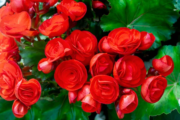 Begonia Bloemen Mooi Patroon Van Natuurlijke Rode Bloemblaadjes Textuur Volle — Stockfoto