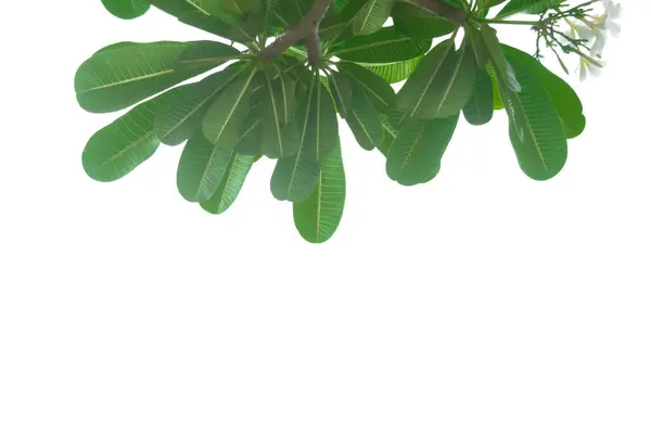 Τροπικό Πράσινο Φύλλο Της Φυσικής Plumeria Φύλλα Κλαδί Που Απομονώνονται — Φωτογραφία Αρχείου