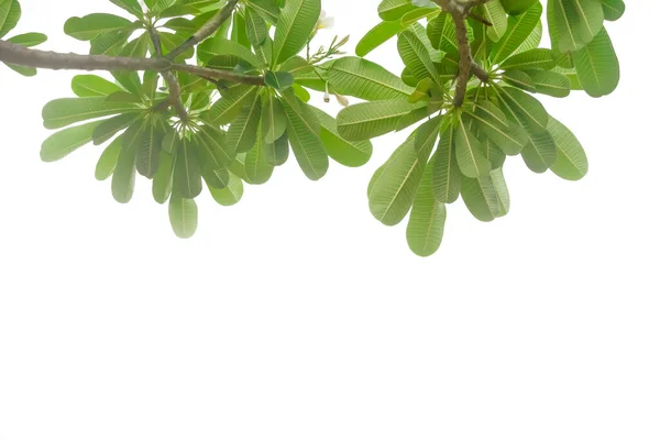 Τροπικό Πράσινο Φύλλο Της Φυσικής Plumeria Φύλλα Κλαδί Που Απομονώνονται — Φωτογραφία Αρχείου