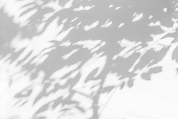 Тень Дерева Свет Листьями Ствол Дерева Ветка Тень Белом Фоне — стоковое фото