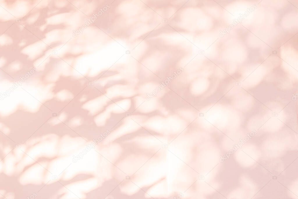Leaf shadow and tree branch on wall blur background. Nature leaves tree branch pink shadow and light from sunlight on white concrete wall texture 