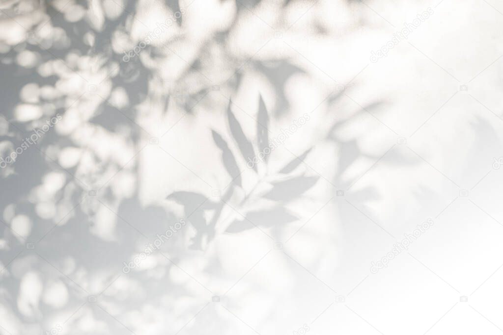 Abstract plant leaf shadow and sunlight blurred background. Nature leaves tree branch shadows dappled on white wall texture for background wallpaper and any desig