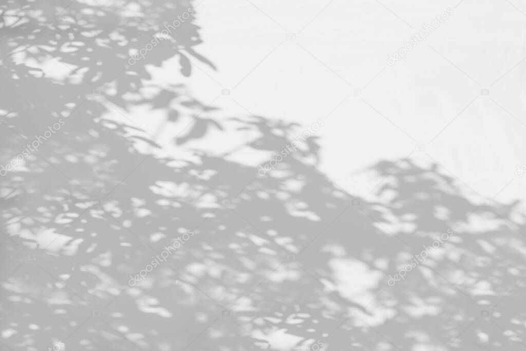 Tree shadow and light with leaves, tree branch, shadow bokeh  on white wall background,  monochrome, black white and gray shado