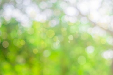 Doğa Bokeh bulanık arkaplan. Yeşil yaprak yaprakları üzerinde gün ışığı batımı, bulanık yapraklar ilkbaharda güneşli bir günde orman yaprakları