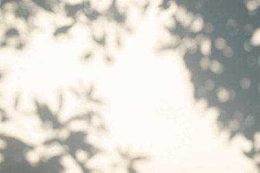 Yaprak gölgesi ve arka plandaki ışık. Doğa tropikal yaprakları ağaç dalı ve beyaz duvar dokusu üzerine gölge gölge gölge gölge mozaik, grafik düzen, duvar kağıdı, arzulanan