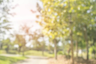 Doğa bulanık arkaplan. Parktaki yeşil ağaç, ışık saçan ve güneş ışığı alan. Doğal ağaçlar, çimenler ve bahçe yolu. Soyut bulanık doğa manzarası yeşil çevre kavramı