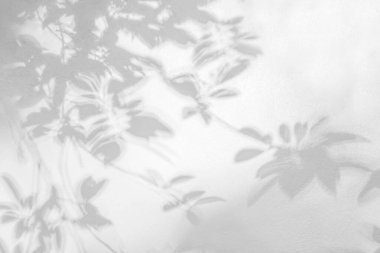 Yaprak gölgesi ve arka plandaki ışık. Doğa tropikal yaprakları ağaç dalı ve beyaz duvar dokusu üzerine gölge gölge gölge gölge mozaik, grafik düzen, duvar kağıdı, arzulanan