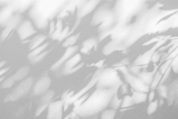 Тінь Листя Світло Тлі Розмивання Стін Природа Тропічного Листя Рослини — стокове фото