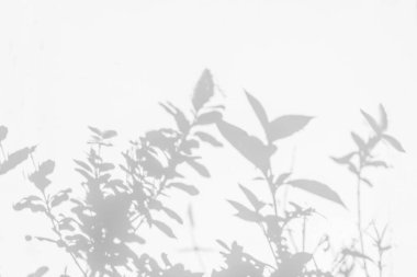 Bitki yaprağı gölgesi ve bulanık arka plan. Doğa, beyaz duvar dokusunda ağaç dalı gölgesi bırakır. 