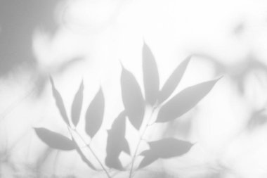 Yaprak gölgesi ve arka plandaki ışık. Doğal tropik yapraklar bitki ve ağaç dalları, beyaz duvar dokusunda güneş ışığı olan gölgeler.