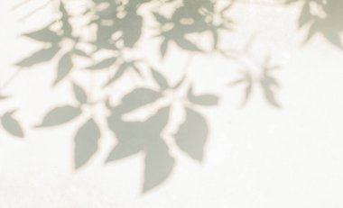 Yaprak gölgesi ve arka plandaki ışık. Doğal tropik yapraklar bitki ve ağaç dalları, beyaz duvar dokusunda güneş ışığı olan gölgeler.