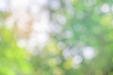 Doğa Bokeh bulanık arkaplan. Yeşil yaprak yaprakları üzerinde güneş ışığı batar, yapraklar bulanıklaşır ilkbaharda güneşli bir günde veya toplamda