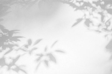 Yaprak gölgesi ve arka plandaki ışık. Doğa tropikal yaprakları ağaç dalı ve beyaz duvar dokusu üzerine gölge gölge gölge gölge mozaik, grafik düzen, duvar kağıdı, arzulanan