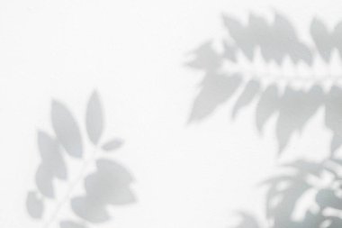 Gölge etkisi, beyaz duvardaki doğal yaprak ağaç dalının güneş ışığıyla örtülmüş. Doğa gölgesi ve ışık bulanık arkaplan, yeşillik modelleme, pankart grafik düzeni ve arzu için örtülü efekt