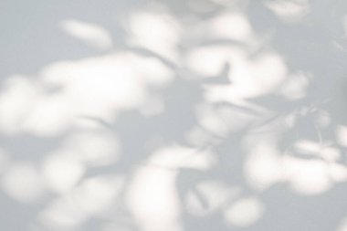 Yaprak gölgesi ve arka plandaki ışık. Doğa tropikal yaprakları ağaç dalı ve beyaz duvar dokusu üzerine gölge gölge gölge gölge mozaik, grafik düzen, duvar kağıdı, arzulanan