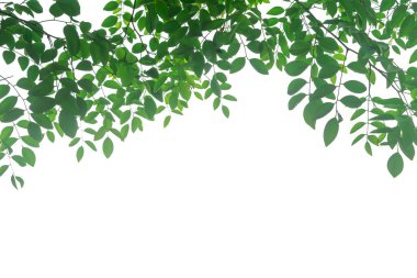 Taze yeşil yapraklar, Whit 'te izole edilmiş tropik ağaç dalları.