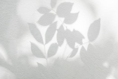 Yaprak gölgesi ve arka planda ışık. Doğa tropikal yaprakları ağaç dalı ve beyaz duvar dokusu üzerindeki gölge güneş ışığı yeşillik modellemesi; grafik düzeni; duvar kağıdı; arzulanan