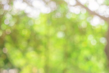 Doğa Bokeh bulanık arkaplan. Yeşil yaprak yaprakları üzerinde güneş ışığı batar, yapraklar bulanıklaşır ilkbaharda güneşli bir günde veya toplamda