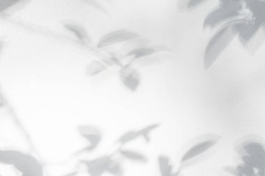 Yaprak gölgesi ve arka plandaki ışık. Doğa tropikal yaprakları ağaç dalı ve beyaz duvar dokusu üzerine gölge gölge gölge gölge mozaik, grafik düzen, duvar kağıdı, arzulanan