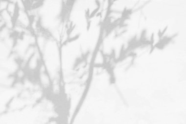 Yaprakları, gövdesi, dalları ve beyaz duvar arka planında ışık gölgesi olan ağaç gölgesi. Yeşillik modellemesi için gölge örtüsü efekti, pankart grafik düzeneği