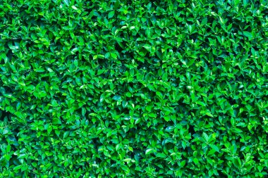 Karalama çizimi, fırça darbesi. El çizimi çember çizimi, vektör illüstrasyonu