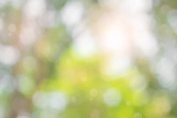 Doğa Bokeh Bulanık Arkaplan Yeşil Yaprak Yaprakları Üzerinde Güneş Işığı — Stok fotoğraf