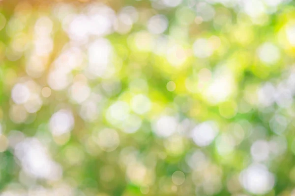 Φυσικό Bokeh Θολώνει Αφηρημένο Υπόβαθρο Ηλιακό Φως Bokeh Φύλλα Πράσινο — Φωτογραφία Αρχείου