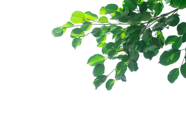 Fresh green leaves branches of tropical tree isolated on whit