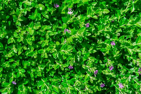 Naturalne Zielone Liście Tekstury Tło Natura Zieleń Kwiatowa Tapety Tropikalny — Zdjęcie stockowe