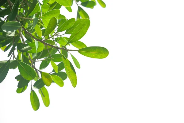 Hojas Verdes Tropicales Árbol Ramas Naturaleza Hoja Aislada Sobre Fondo —  Fotos de Stock