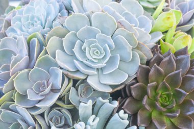 Renkli kaktüs sulu bitkiler arka plan dokusu çöl bitkileri güzel desenler içinde çiçek açıyor.