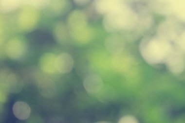 Doğa bulanık yeşil yaprak ve soyut arkaplan. Parktaki yeşil yaprak yaprakları üzerinde güneş ışığı bokeh, bulanık yapraklar bahar veya yaz arkaplanda güneşli bir gün, klasik filtre