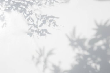 Gölge ve yaprakların güneş ışığı duvarda yansıyor. Ormanın gri koyu gölgesi ve duvar kâğıdı için aydınlatma gölge örtüsü, model, tasarım. Siyah ve beyaz doğa sanatsal soyut arkaplan