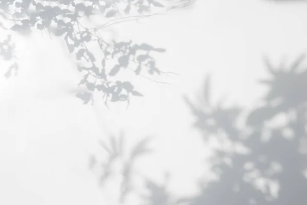 Shadow Sunshine Leaves Reflection Wall Jungle Gray Darkness Shade Lighting — Stock Photo, Image
