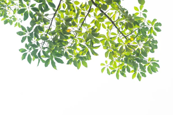 Folhas Verdes Tropicais Árvore Ramo Natureza Folha Isolada Backgroun Branco — Fotografia de Stock