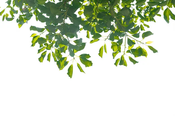 Tropisch Groene Bladeren Takkenboom Natuur Blad Geïsoleerd Witte Achtergrond — Stockfoto