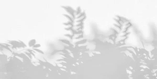 影と葉の反射の日差し コンクリートの壁 影のオーバーレイ効果 モックアップとデザイン上のジャングルグレーの暗闇の影と照明 — ストック写真