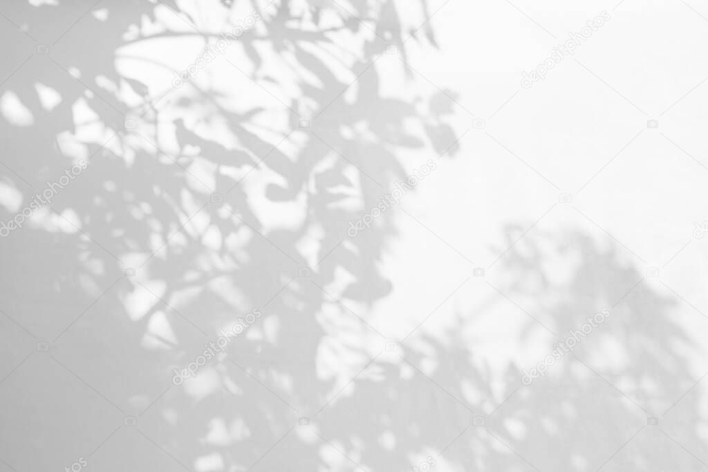 Shadow and sunshine of leaves reflection. Jungle gray darkness shade and lighting on concrete wall for wallpaper, shadows overlay effect, mockup design. Black and white artistic abstract background