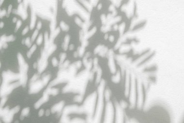 Yaprak gölgesi ve arka plandaki ışık. Doğal tropikal yapraklar ağaç dalları gölge etkisi yaratıyor.