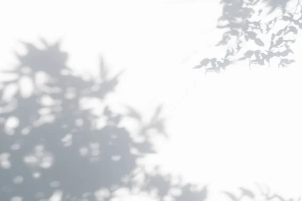 Schaduw Zonneschijn Van Bladeren Reflectie Jungle Grijze Duisternis Schaduw Verlichting — Stockfoto