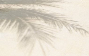 Gray shadow of natural palm leaf abstract background falling on white concrete wall texture for background and wallpaper. Tropical palm leaves foliage shadow overlay effect, mockup and desig